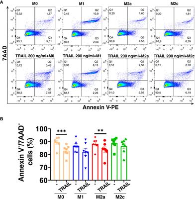 TRAIL promotes the polarization of human macrophages toward a proinflammatory M1 phenotype and is associated with increased survival in cancer patients with high tumor macrophage content